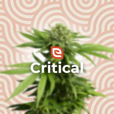 Critical Samen - Feminisiert