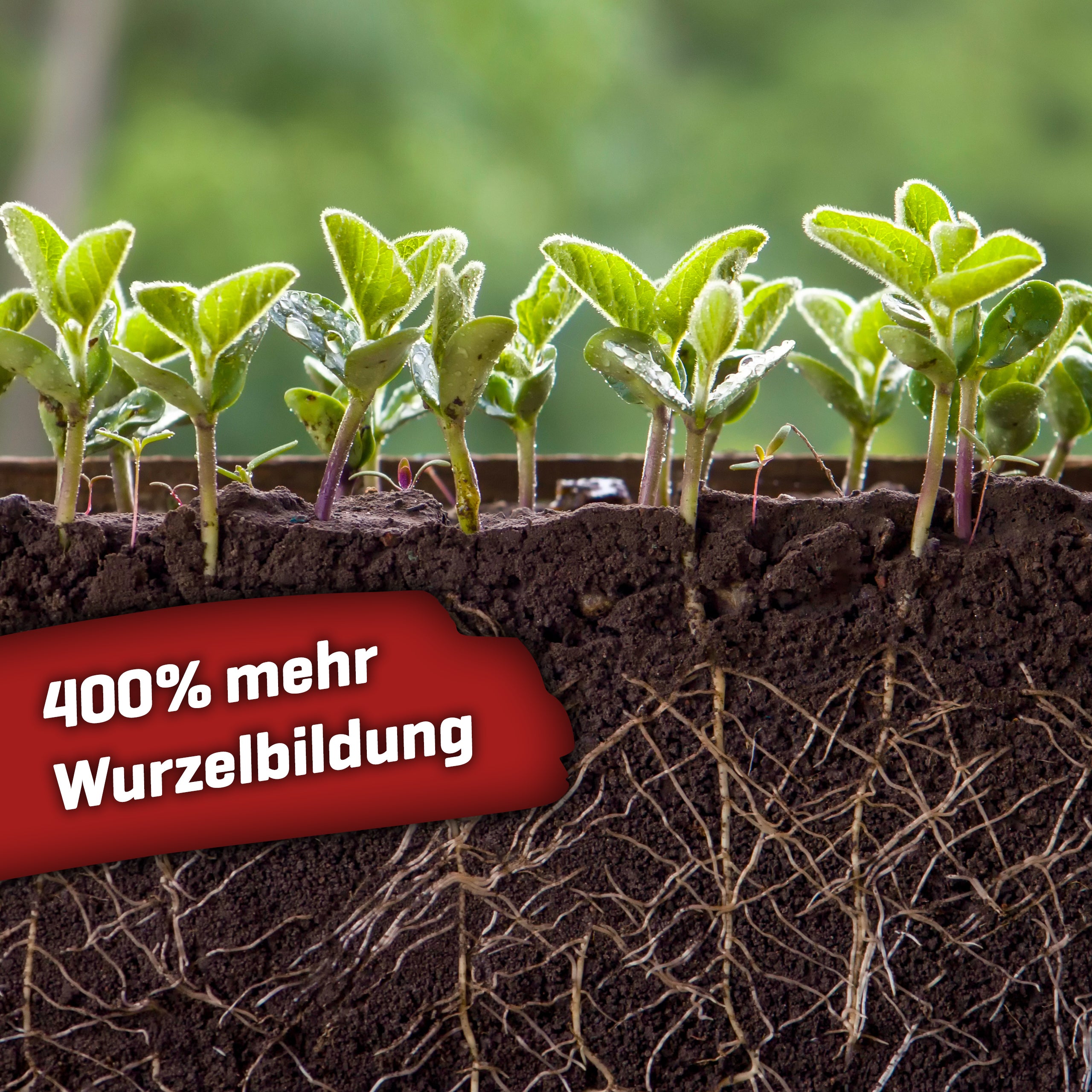 Plant BoOom Chicken Shit Living Soil Bio Dünger