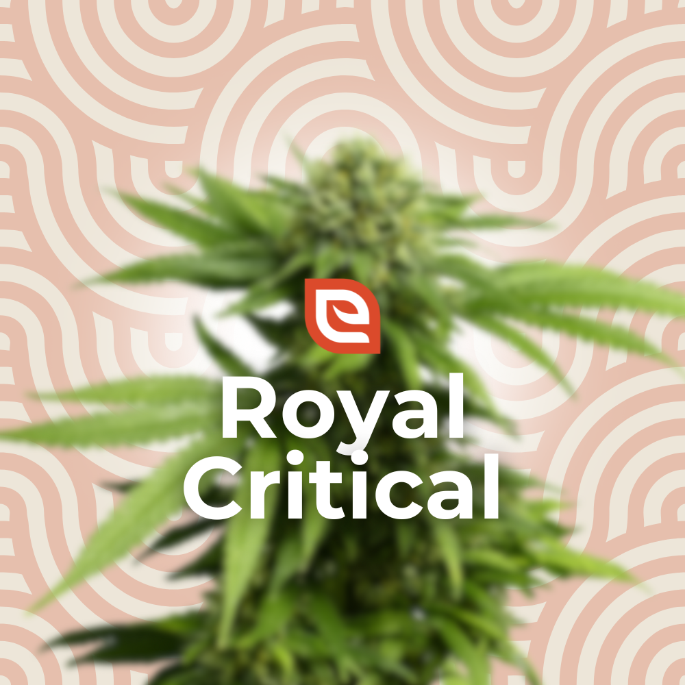 Royal Critical Samen - Automatic
