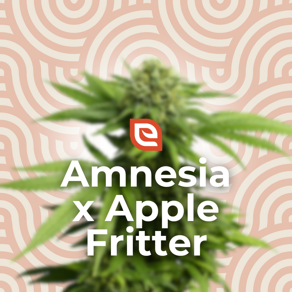 Amnesia x Apple Fritter Samen - Feminisiert