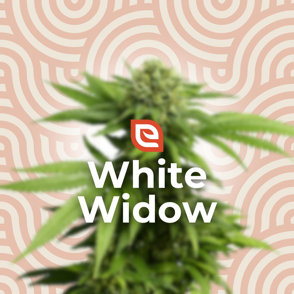 White Widow Samen - Feminisiert