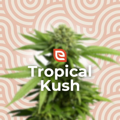 Tropical Kush Samen - Feminisiert