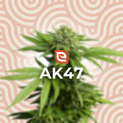 AK-47 Samen - Feminisiert