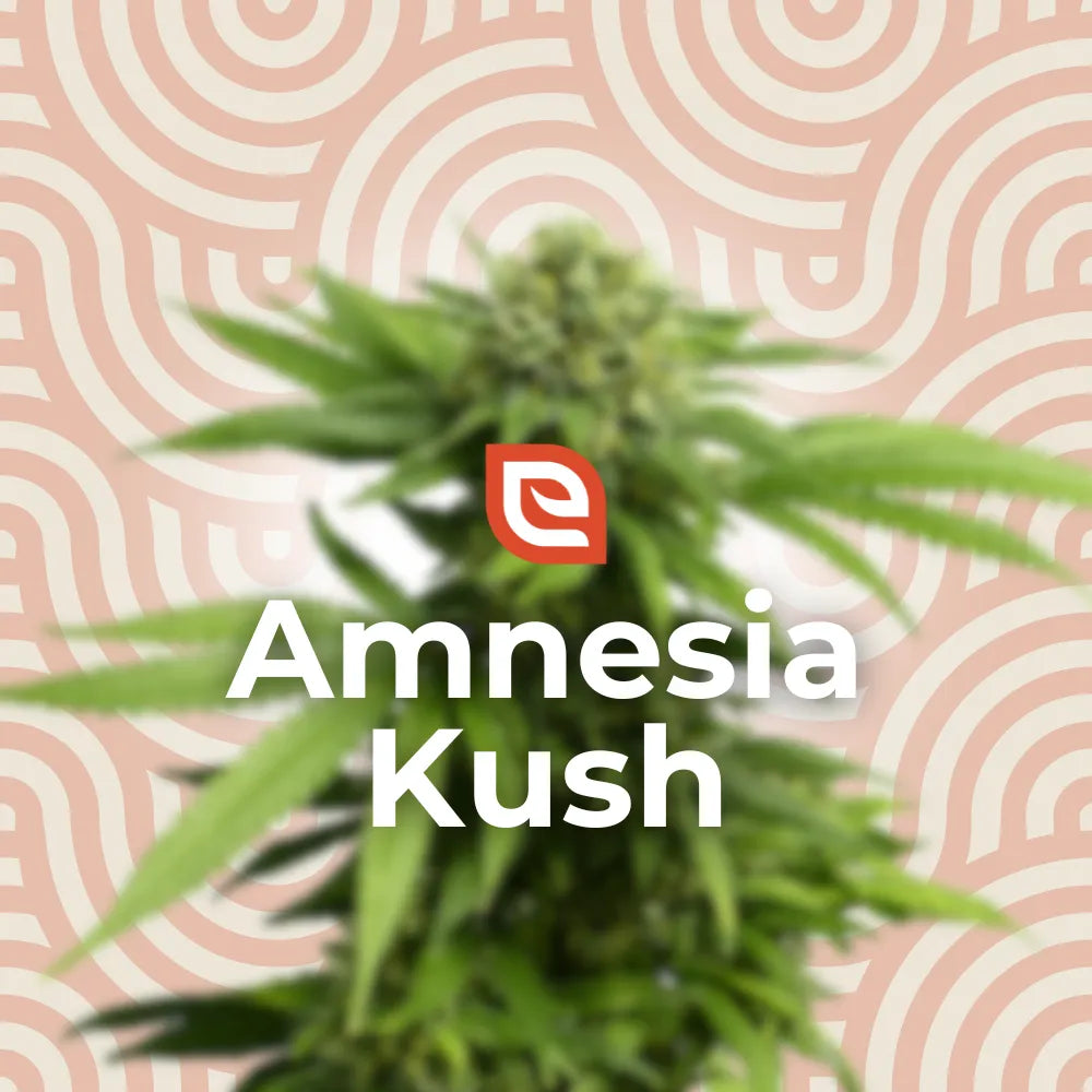 Amnesia Kush Samen - Feminisiert