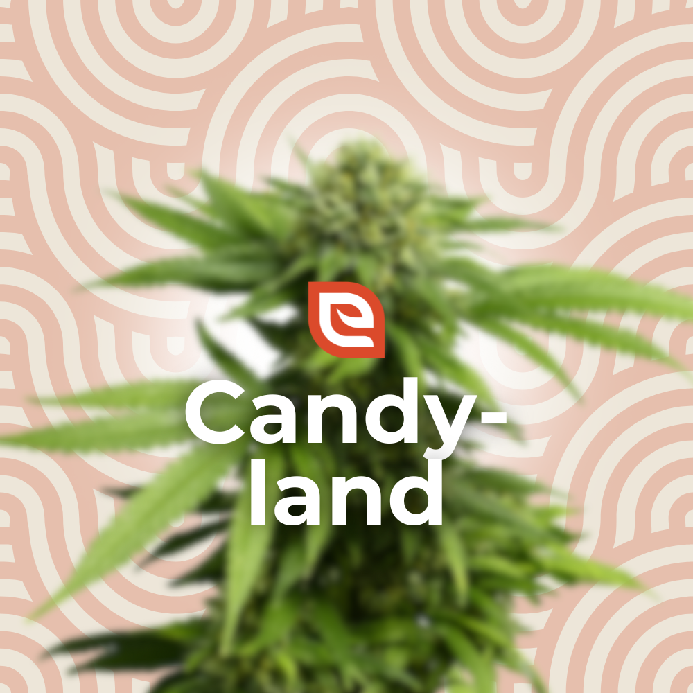 Candyland Samen - Feminisiert