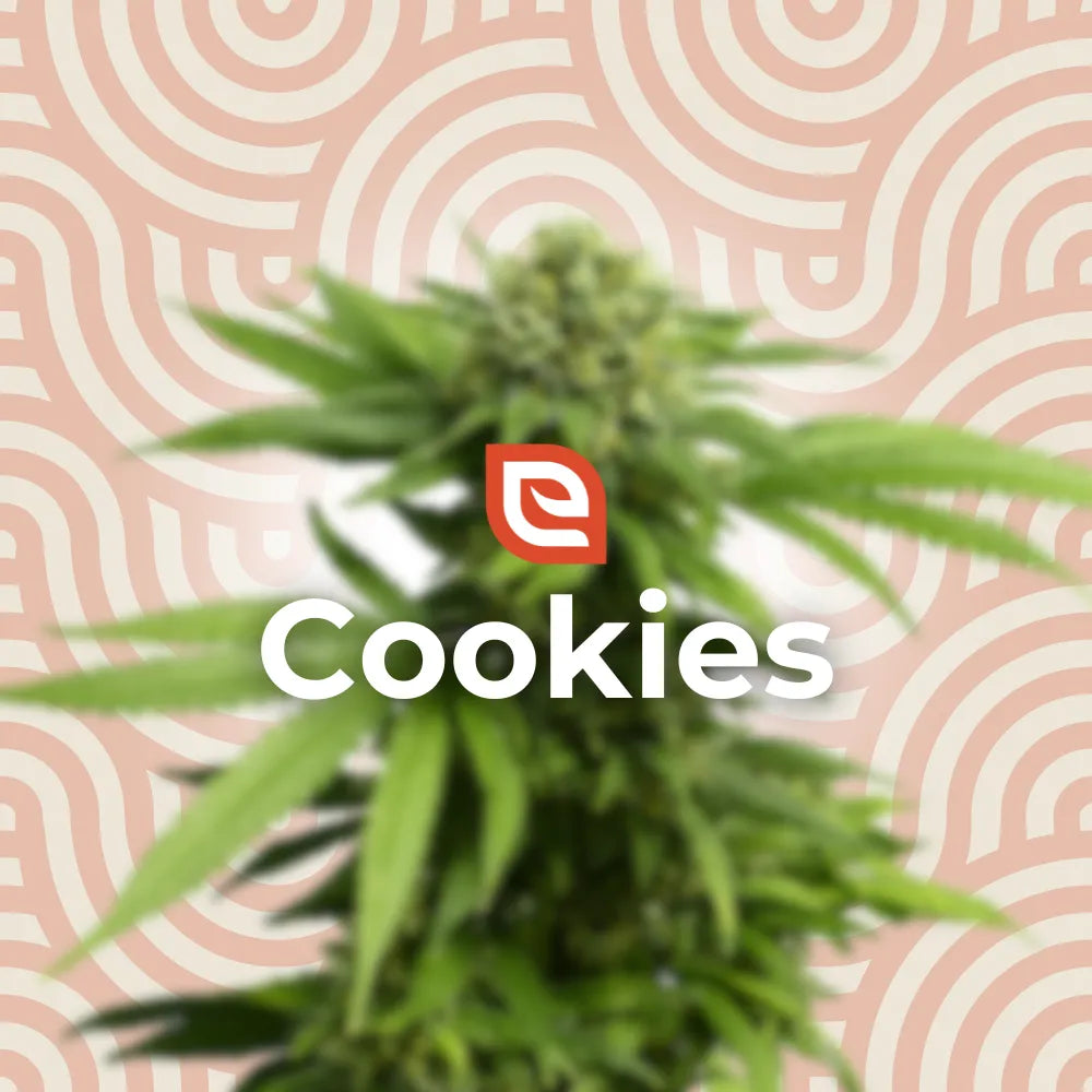 Cookies Samen - Feminisiert