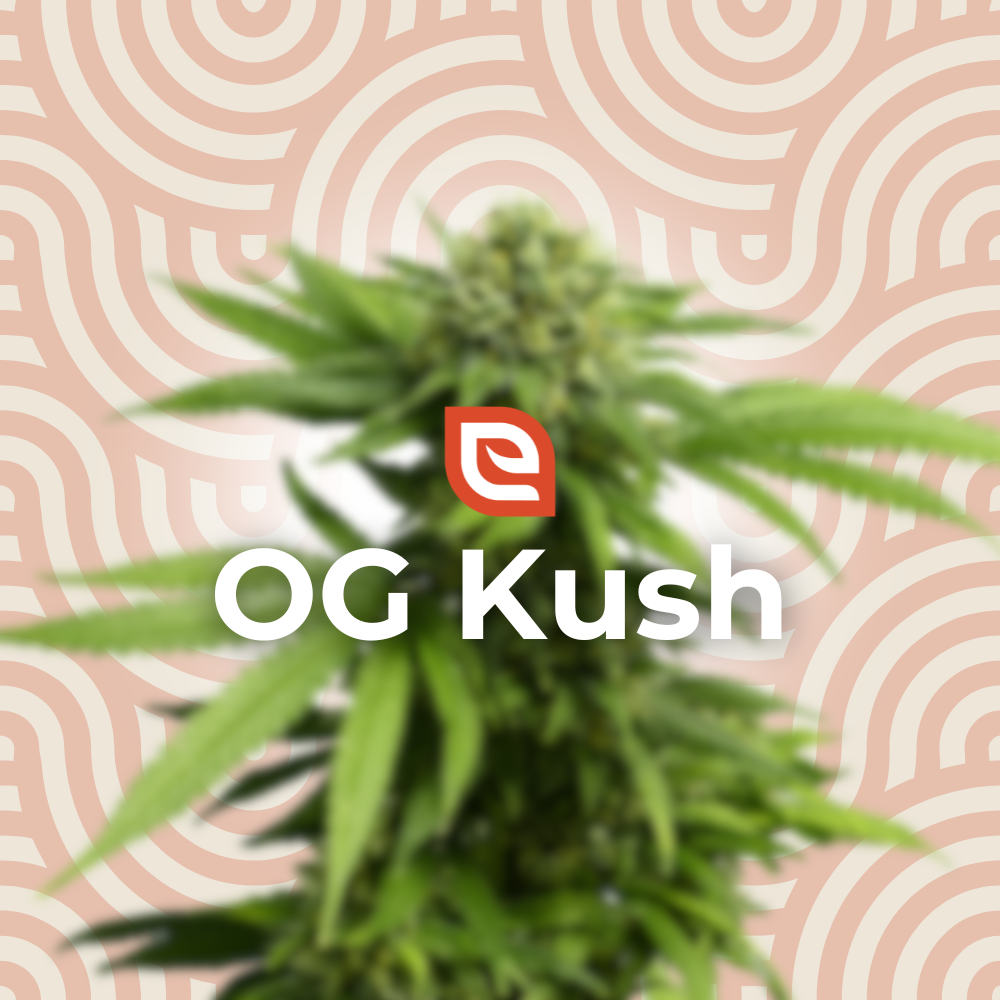 OG Kush Samen - Feminisiert