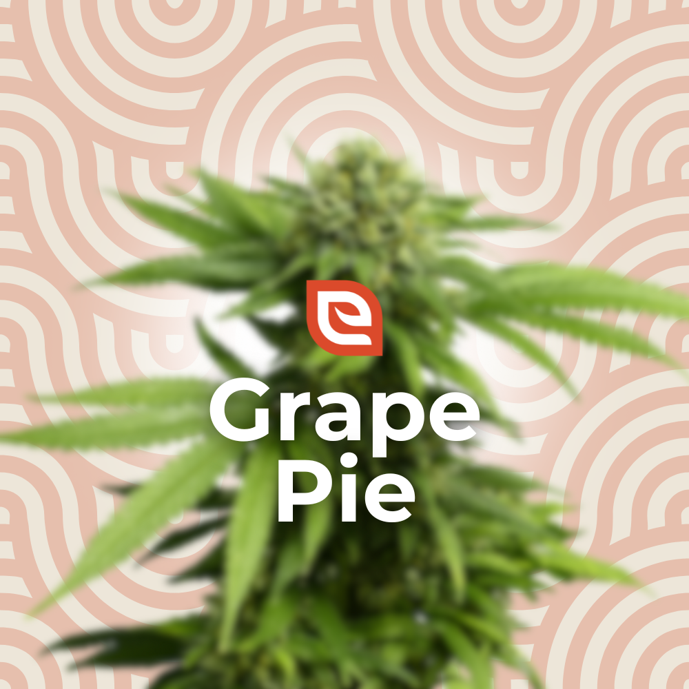 Grape Pie Samen - Feminisiert