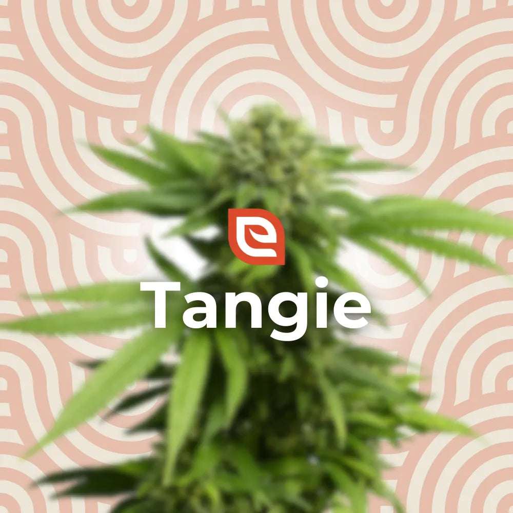 Tangie Samen - Feminisiert