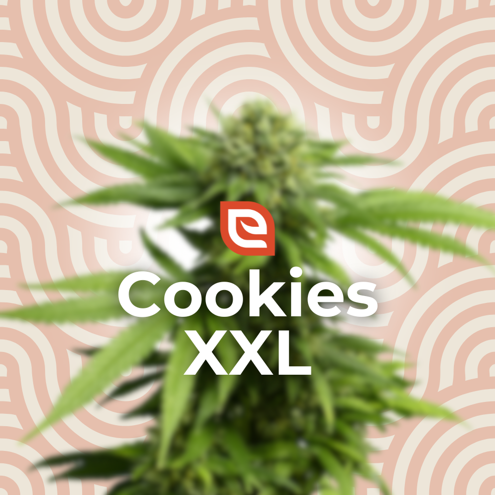 Cookies XXL Samen - Automatic