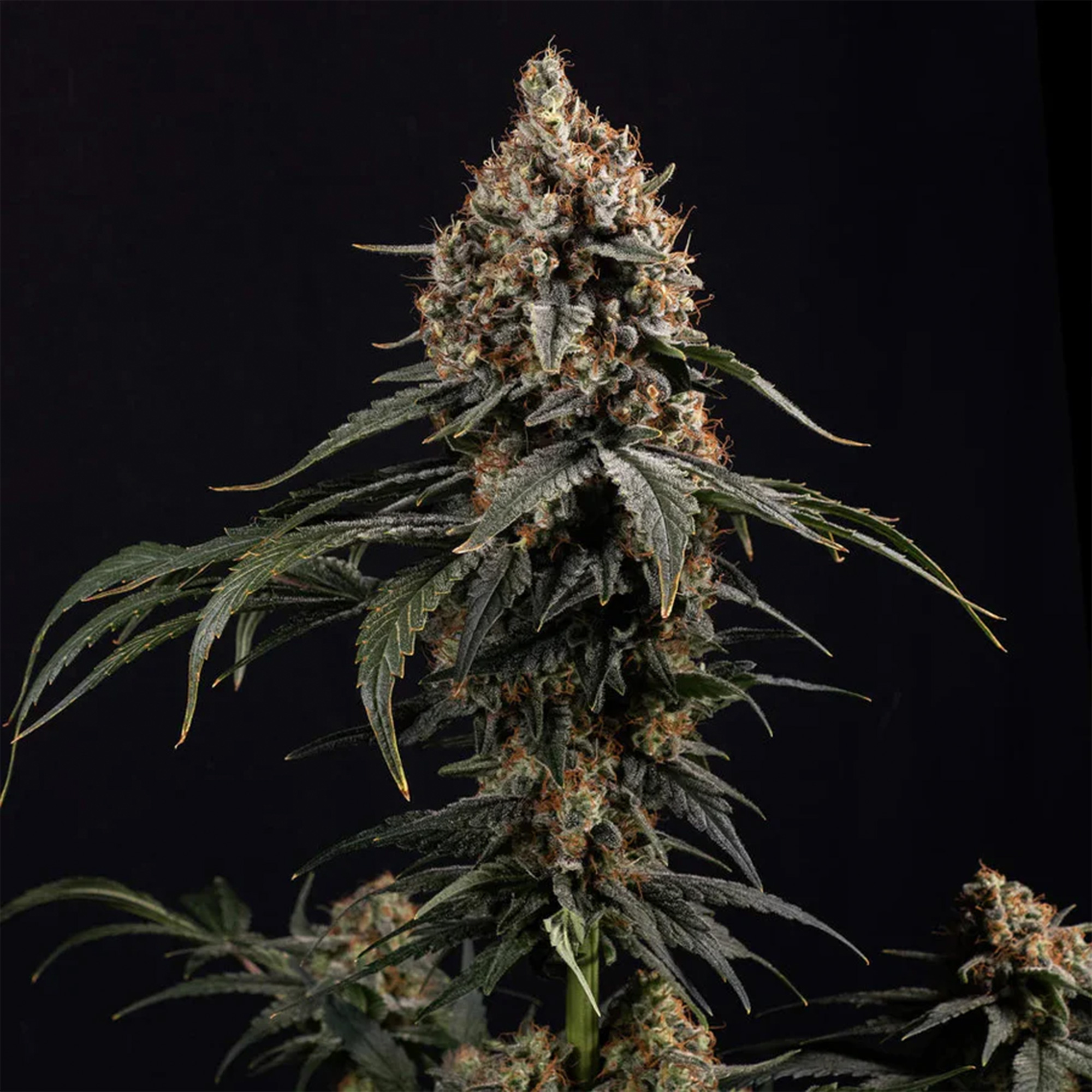 Amnesia Core Cut - Steckling