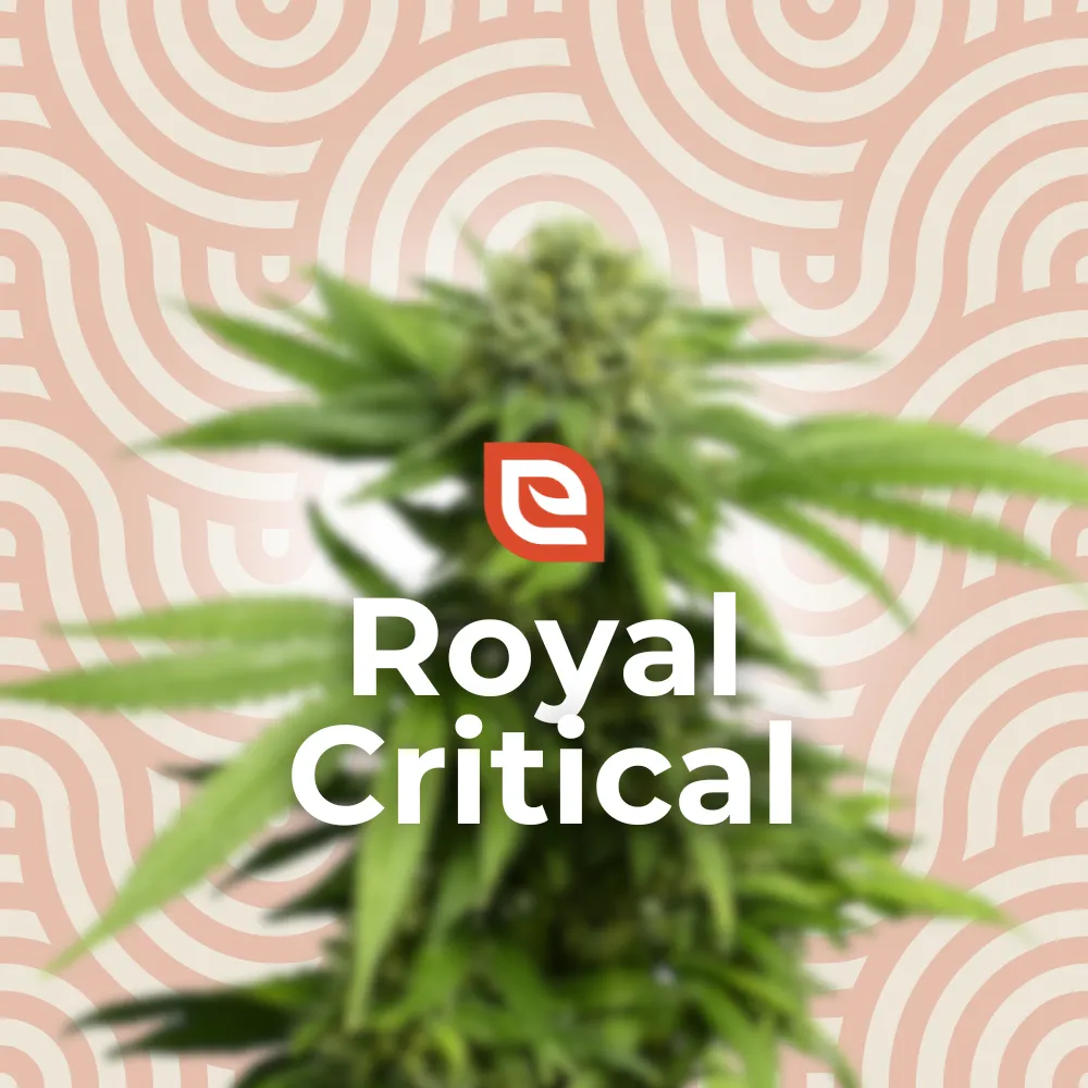 Royal Critical Automatic