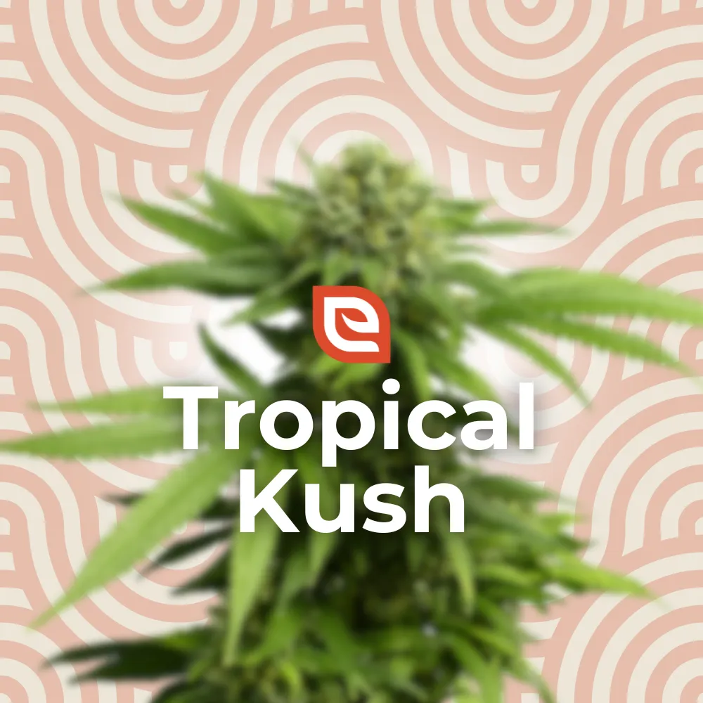 Tropical Kush