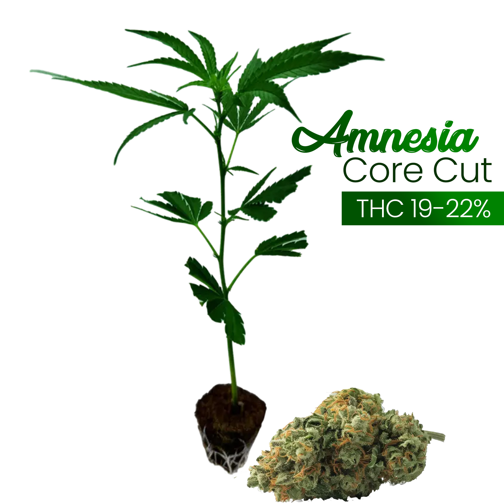 Amnesia Core Cut - Steckling